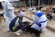واکسیناسیون رایگان تعداد 152 قلاده سگ بدون صاحب در شهرستان شاهین شهر و میمه علیه بیماری هاری 